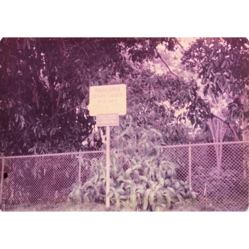 Vintage 1970s Hawaii Oahu Del Monte Pineapple Wahiawa Garden Photo Lot of 8 - Picture 2 of 8